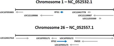 The role of BTG1 and BTG2 genes and their effects on insulin in poultry